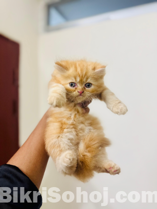 Persian high quality male kitten